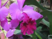 Purple Orchid