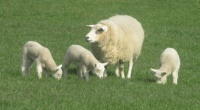 Ewe and lambs