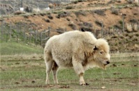 "Rare White Bison born at Bear River State Park, Wyoming, May 16, 2023"