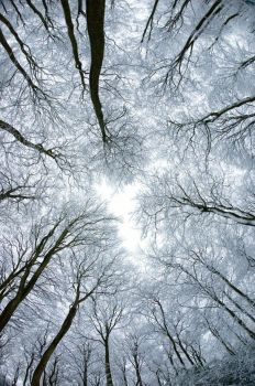 canopy of beech trees #4 Winter
