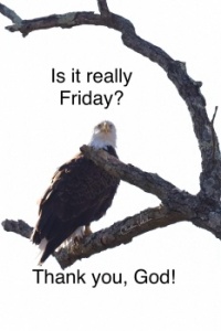 TGIF Eagle