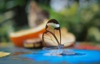 Glass Winged Butterfly 5