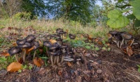 Scottish Mushrooms