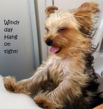 windy day - hang on!