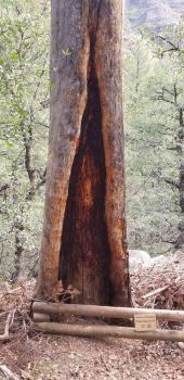 Split tree on the road to Sedona