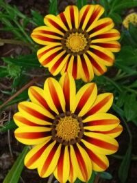 What kind of flower is this?