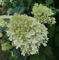 Hydrangea