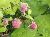 thimble berries