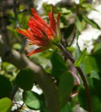 Indian Paintbrush