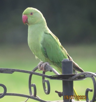 This Parakeet was quietly waiting for his fellows to arrive.