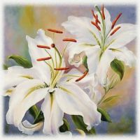 white lilies by Marianne Broome