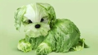 Helga Stentzel - Crunchie the Salad Dog