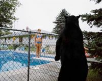 Bear in Suburbia