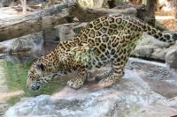 leopard_2
