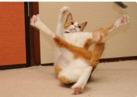 ---practicing for the feline 'Break-dancing' contest