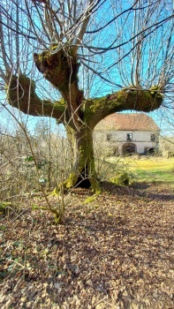 Arbre-Maison
