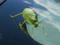 Green Bug On
