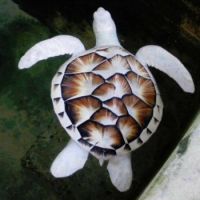 Albino Turtle