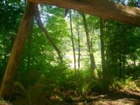 Redwoods!