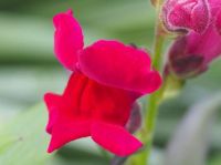 Red Snapdragon