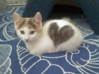 One Sweetheart of a Kitten