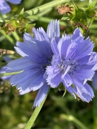 chicory blue--more challenging