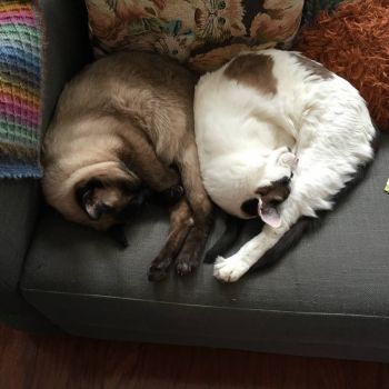 A pair of sleeping cats
