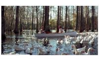 THEME: Movies - The Notebook