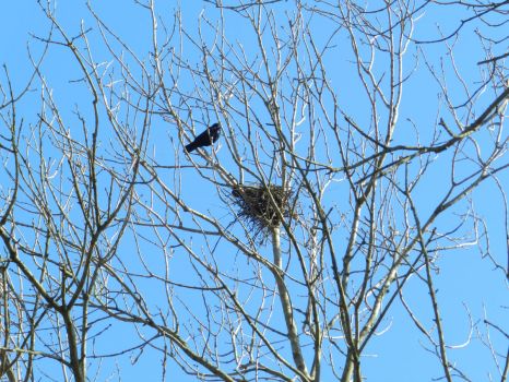 the first day in spring, rooks