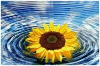Floating Sunflower