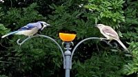 Stare Down At The Feeder