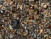 Dog mural