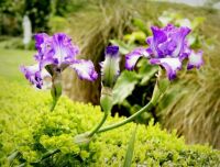 Beautiful Irises