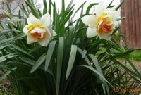 Narcis (Narcissus)