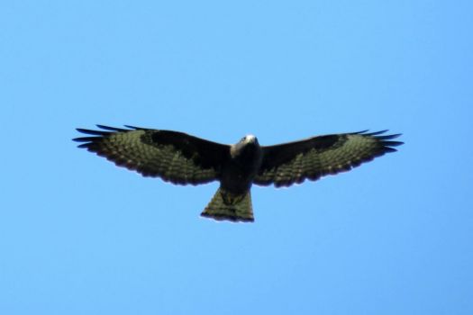 Short-Tailed Hawk dark morph IMG_2415