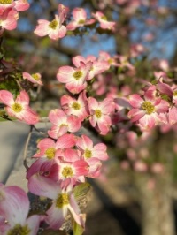 Libby's Dogwood in Tennessee