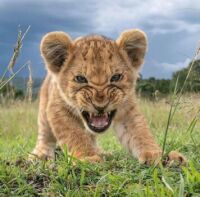 Angry cub