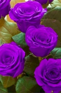 Purple Roses