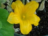 squash blossom