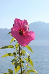 Montreux - Lac Leman (Suisse)