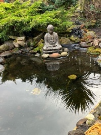 My garden pond