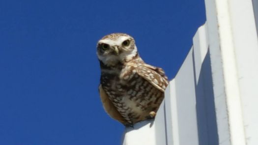 P----d Off Owl at small shop bldg