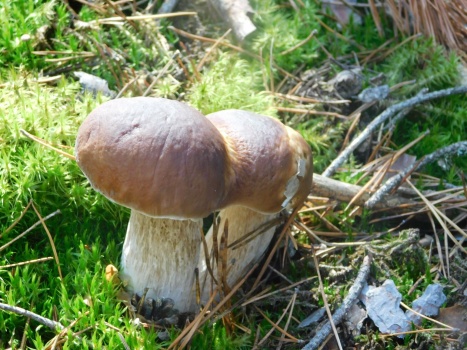 Solve hřiby jako siamské dvojčata jigsaw puzzle online with 80 pieces