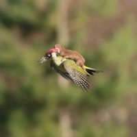 Woodpecker with Weasel