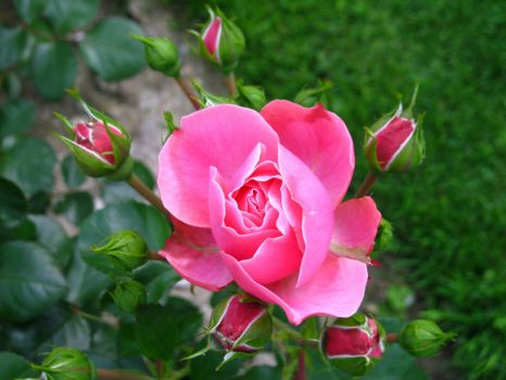 Late May 2012 - a beautiful rose in Nice, France