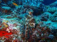 Spot the Octopus
