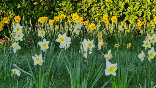 Daffodils awaiting the sun