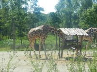 Giraffes