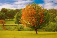 Autumn in the Park