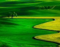 Kevin McNeal Green Pastures